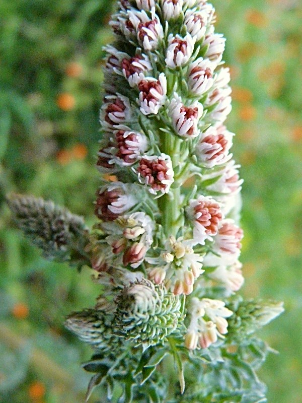 Reseda alba